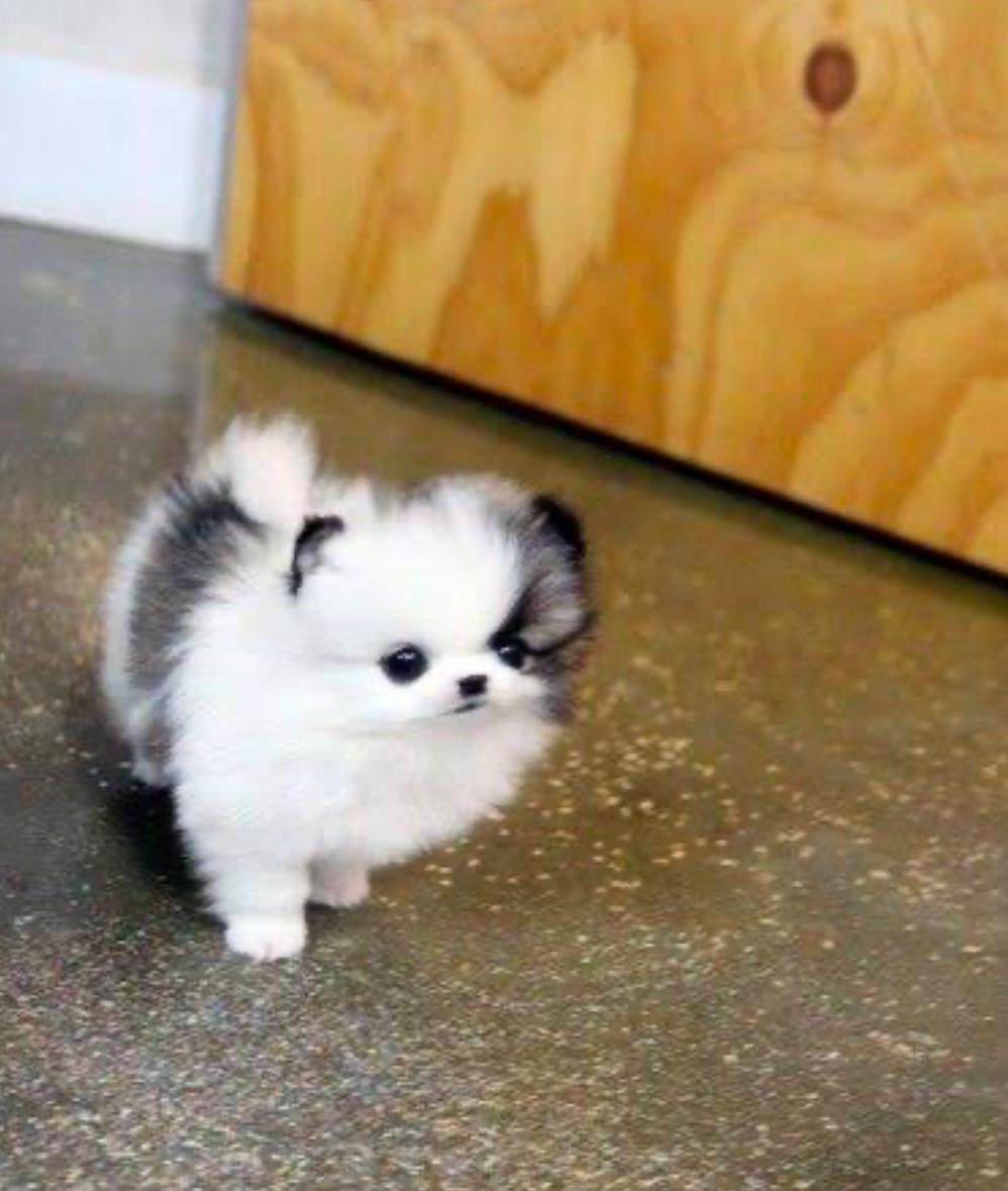 Bella the Pomeranian